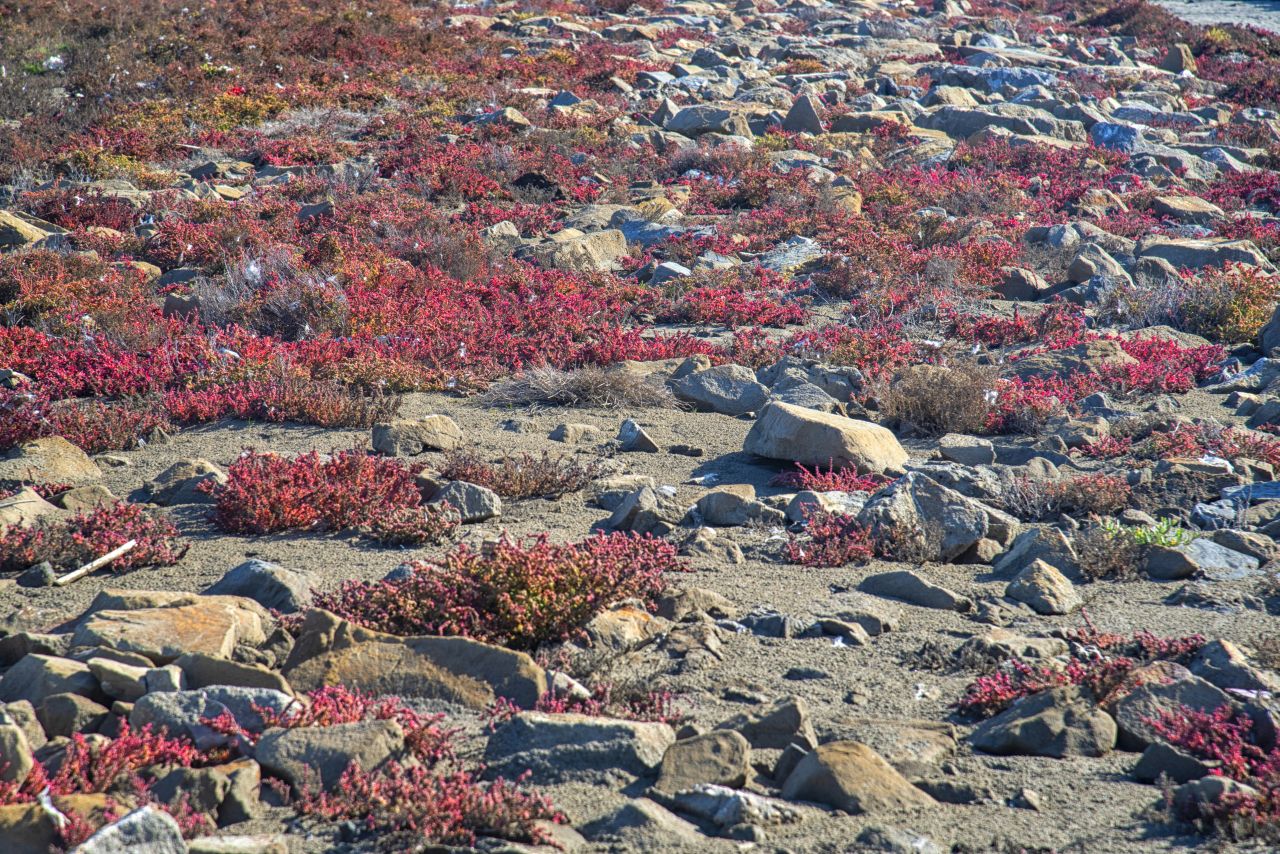 La salicornia e il salicornieto: scrigni di biodiversit allIdroscalo di Ostia